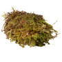 HabiStat Reptile Sphagnum Moss 1KG