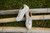 Vionic Galia Womens Oxford/Lace Up Casual - White Knit - 1-med