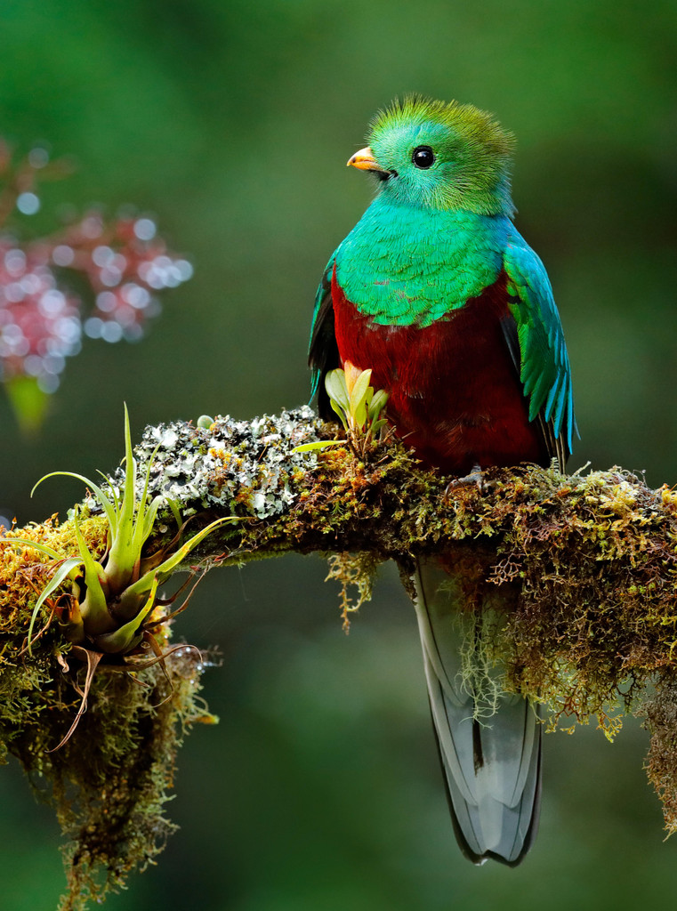 Guatemala bird perched on a limb, background image