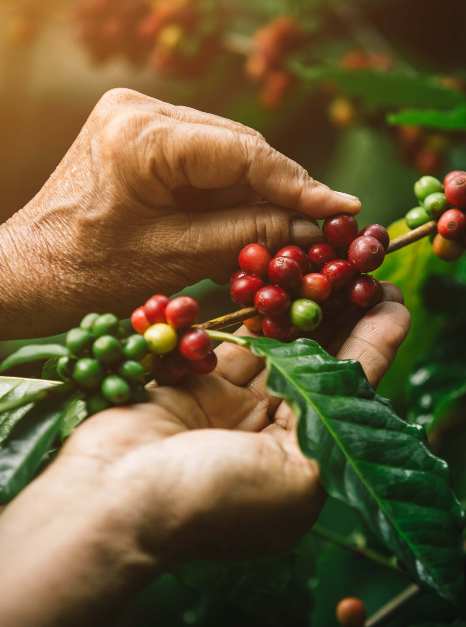 Brasil Canaan Estate image of the coffee berries