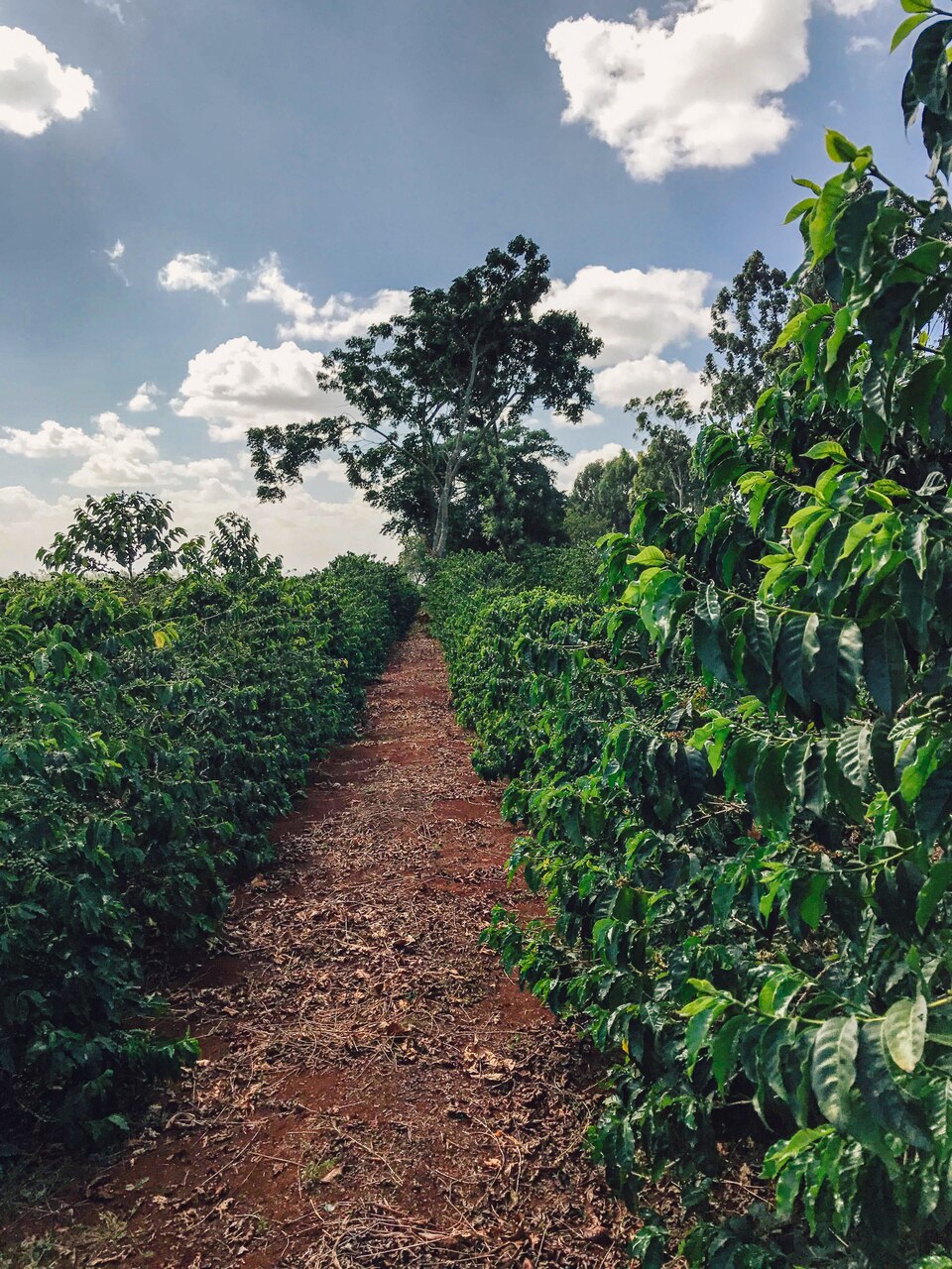 Sienna Coffee Caffe Crema Blend Carmel, Citrus and, Dry Finish Tasting Notes From Indonesia, Africa, Central America Recommended For Drip Brew Method
