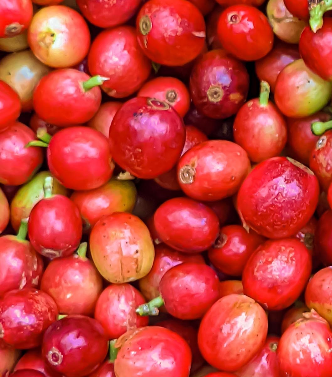 coffee cherries for background image for Java Jampit