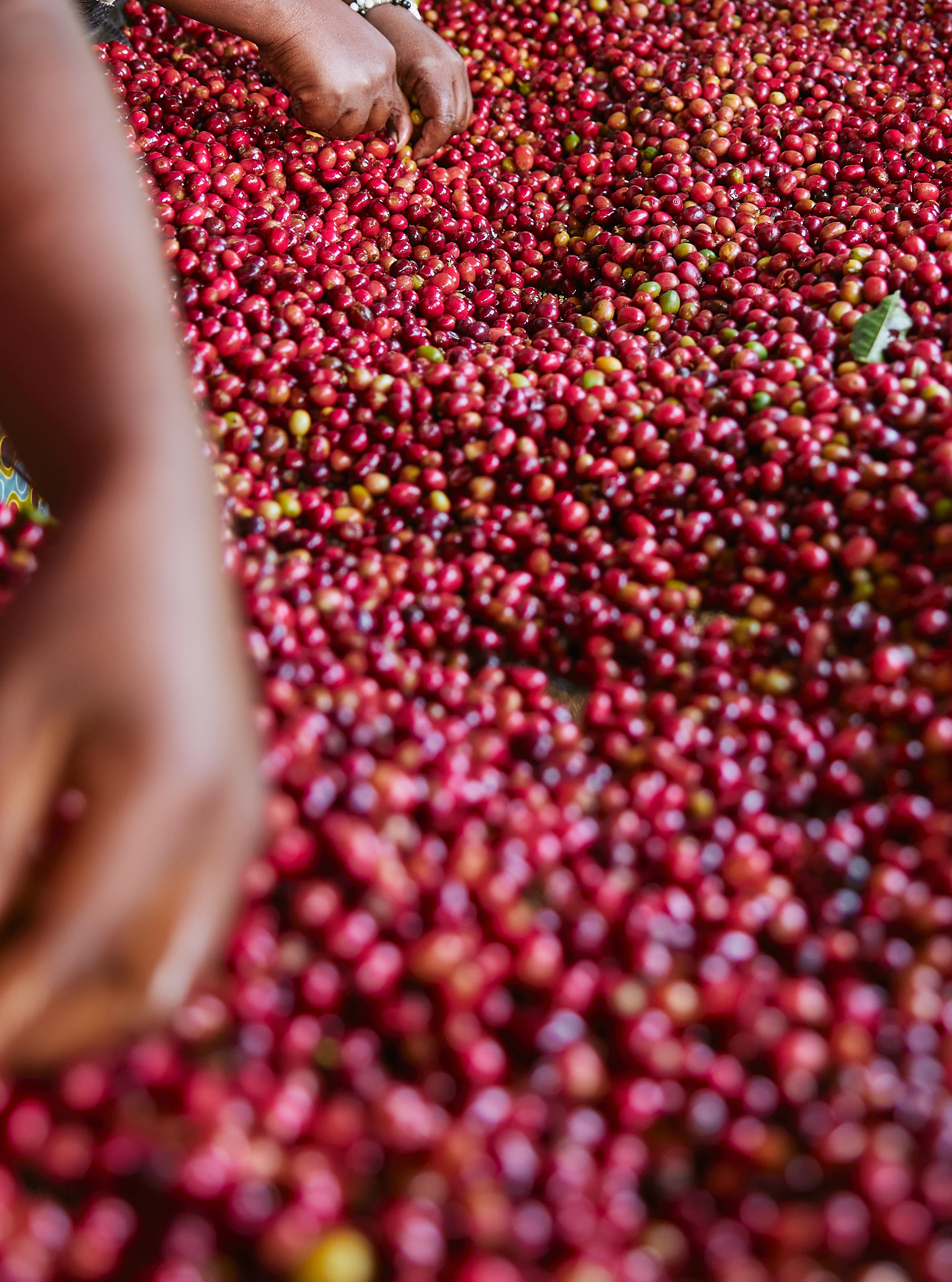 Rwanda Nyamiyaga coffee cherries background