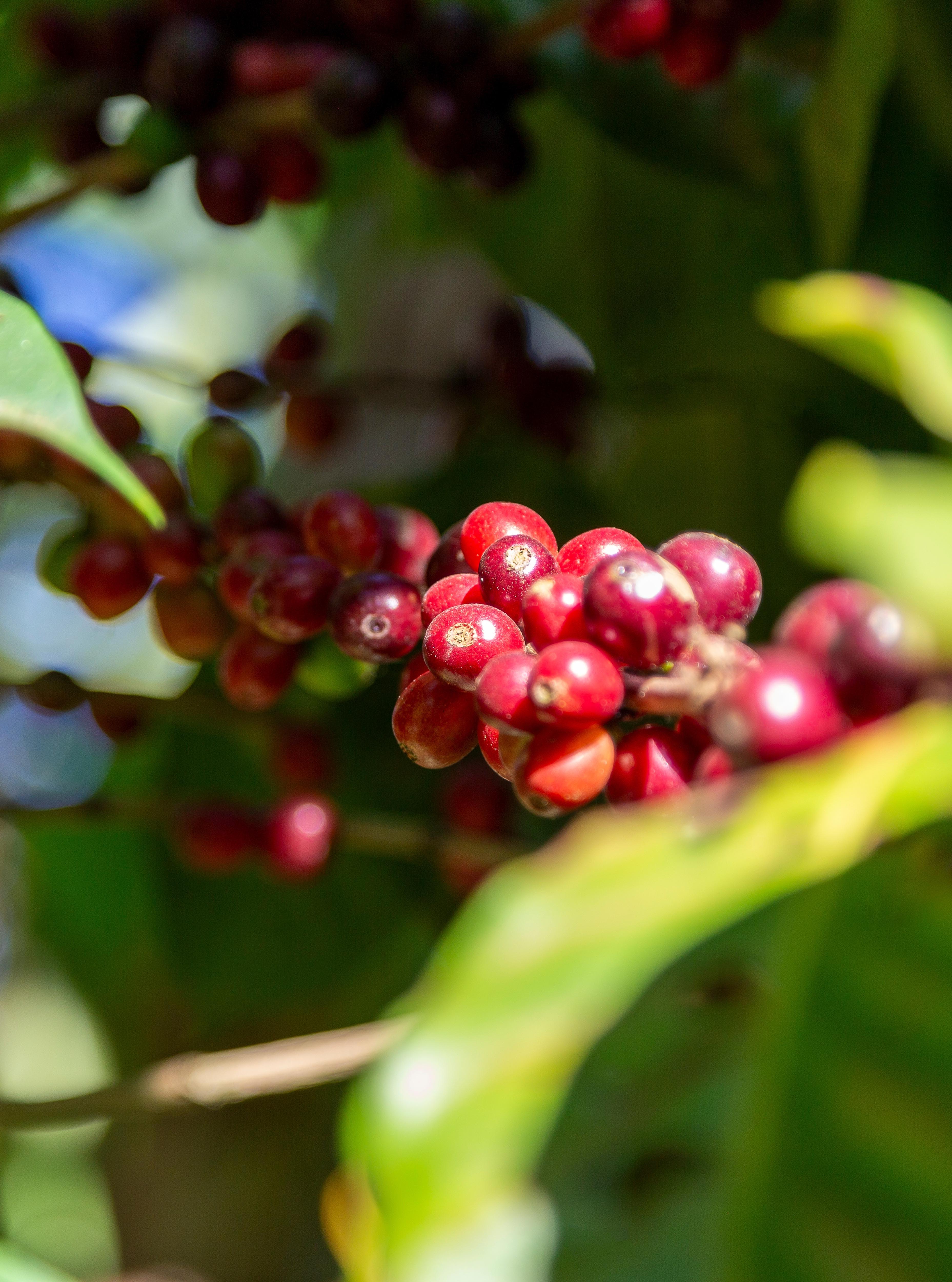 El Salvador Quezaltepeque Finca La Esperanza coffee cherries background image