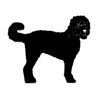 Goldendoodle
