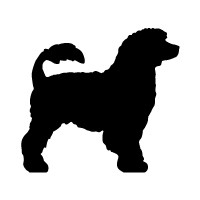 Portuguese Water Dog