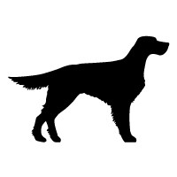 Gordon English Setter