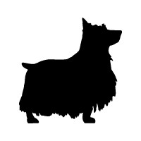 Silky Terrier