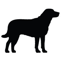 Chesapeake Bay Retriever