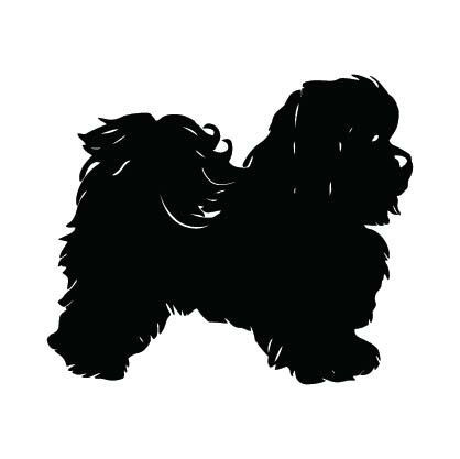 Havanese