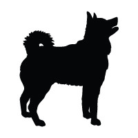 Icelandic Sheepdog