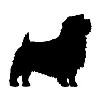 Norfolk Terrier