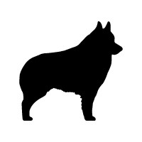 Schipperke