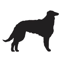Borzoi