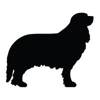 Cavalier King Charles