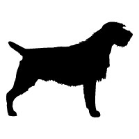 Wirehaired Pointing Griffon