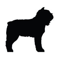 Bouvier Des Flandres
