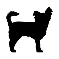 Long Hair Chihuahua