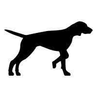 English Pointer