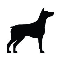 Doberman Pinscher