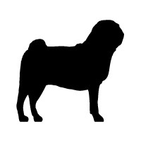 Pug