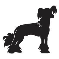 Chinese Crested Dog