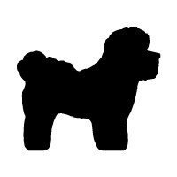 Bichon Frise