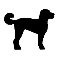 Labradoodle