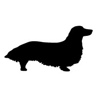 Long Hair Dachshund