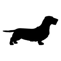 Wirehaired Dachshund
