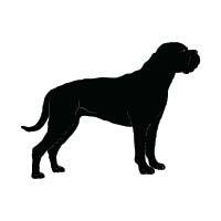 Cane Corso