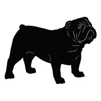 English Bulldog