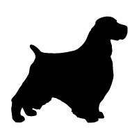 English Springer Spaniel