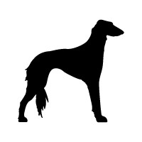 Saluki