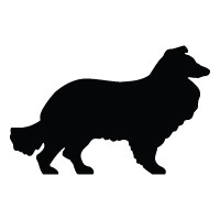 Collie