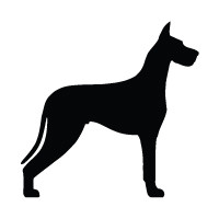 Great Dane