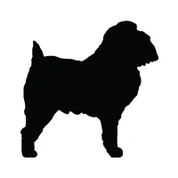Brussels Griffon