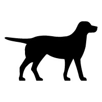 Labrador