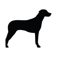 Rhodesian Ridgeback