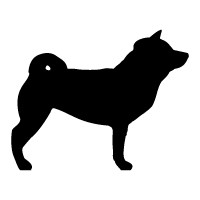 Shiba Inu