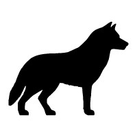 Siberian Husky