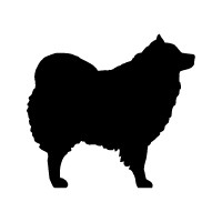 Spitz Samoyed American Eskimo