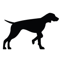Vizsla