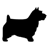 Norwich Australian Terrier