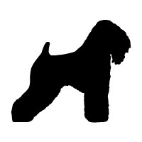 Wheaten Terrier