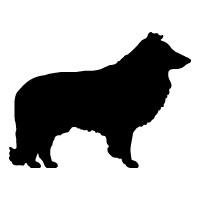 Sheltie