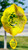 BUMBLE BEE Cloud Swirly Metal Wind Spinner