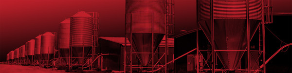 Animal Feed