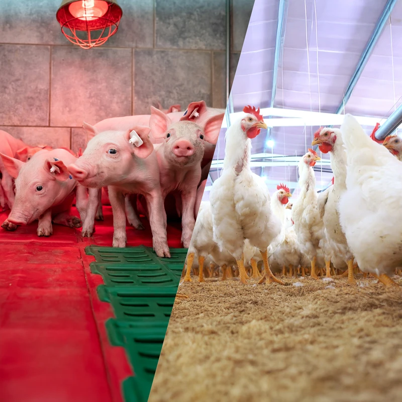 FeedView can be used in a variety of livestock production environments, including for poultry breeder and broiler operations, layers, and hog farming