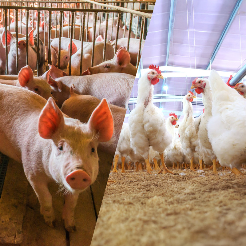 FeedView is used in agricultural applications including livestock production and confined animal feeding operations (CAFOs)